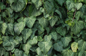 omsi green 1 e1696772545272